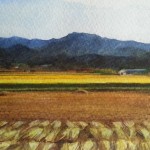 Postcard from Korea: Golden Fields